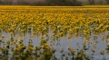 091_Biebrza - kwiecien 2011